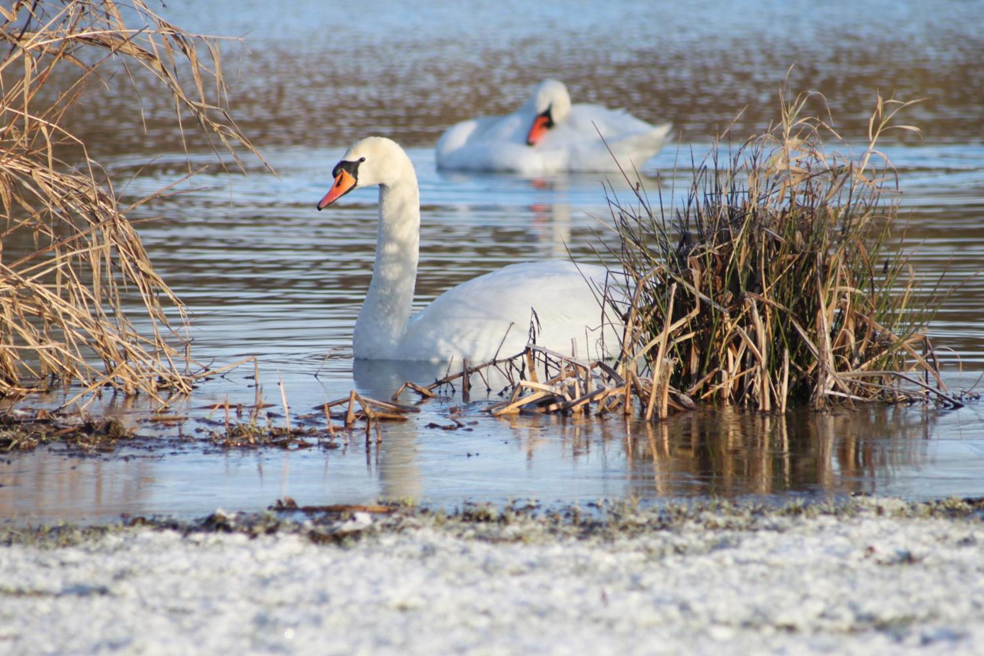 Woodpecker Lodge - Brook Meadow - Sleeps 4 Plus 2 - No Pets Market Harborough Esterno foto